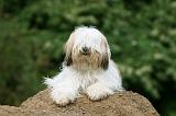 TERRIER DU TIBET 203